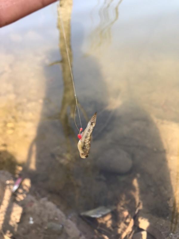 「十週年」秋冬野河垂釣,技巧方法要掌握,今日鯽魚連竿浮漂棄河 「十週年」秋冬野河垂釣,技巧方法要掌握,今日鯽魚連竿浮漂棄河