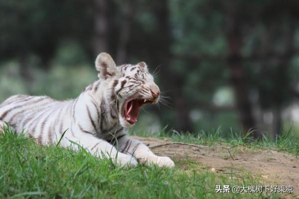 北京野生動物園的小老虎太萌、太可愛