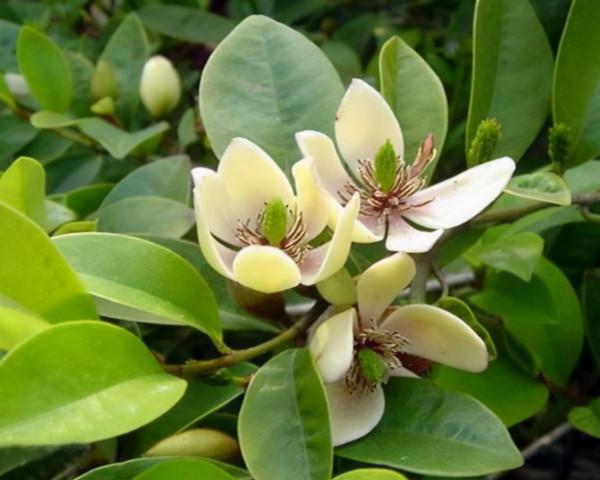 含笑開花美，室內盆栽有技巧，掌握年年都開花，水果香味飄滿屋