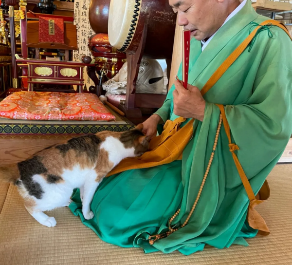 一個人和六隻貓守著一座寺院,吃飯被一群貓環繞會是怎樣的體驗? 一個人和六隻貓守著一座寺院,吃飯被一群貓環繞會是怎樣的體驗?