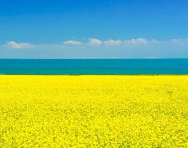 分享：油菜花海，芳香四溢，景色宜人，令人陶醉