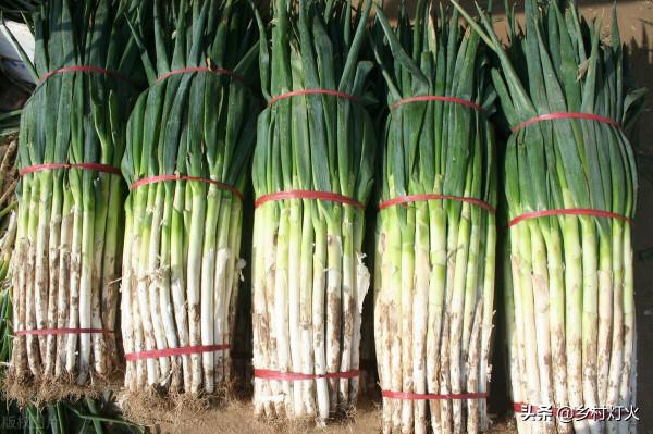 栽蔥用什麼底肥最好?這裡有你想要的答案!選對底肥,事半功倍 栽蔥用什麼底肥最好?這裡有你想要的答案!選對底肥,事半功倍