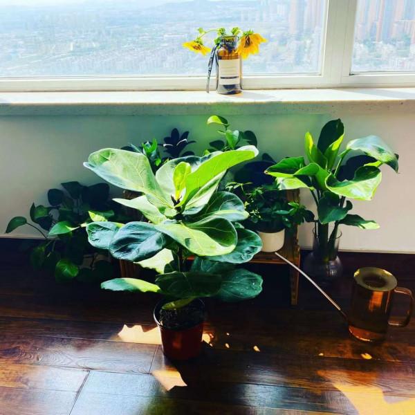 腐葉土，養花“好搭檔”！學會自制松葉土，養啥旺啥