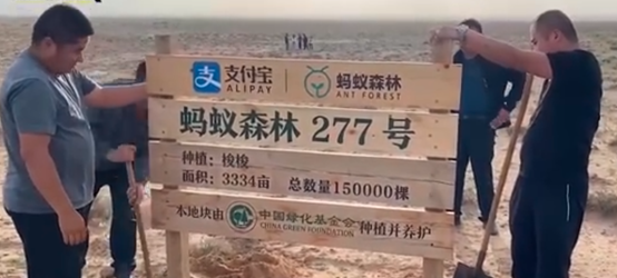 馬雲承諾每年種1億棵樹，五年過去了，這些樹都怎麼樣了？