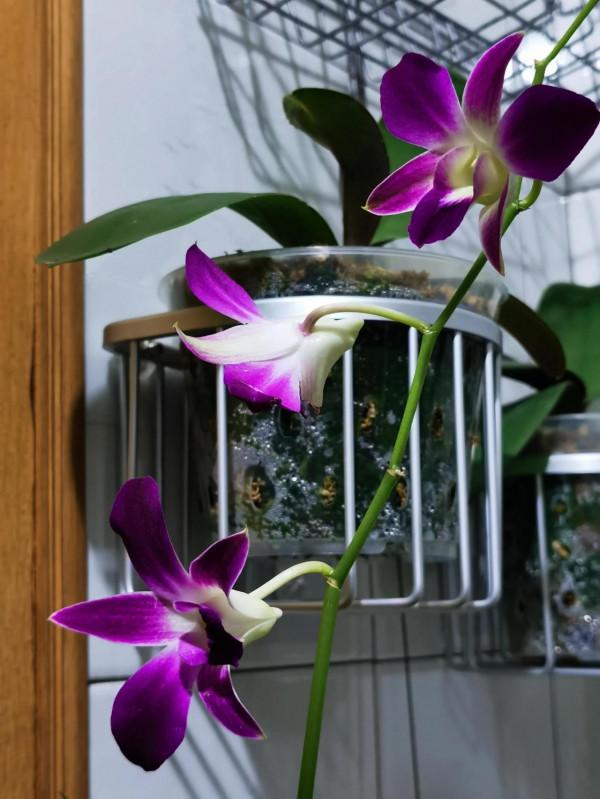 四顆出花劍了 四顆出花劍了