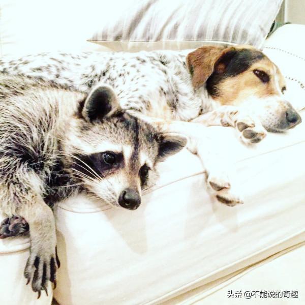 樹上掉下浣熊寶寶,她接納小生命成為家人,見證了一段奇妙的友誼 樹上掉下浣熊寶寶,她接納小生命成為家人,見證了一段奇妙的友誼