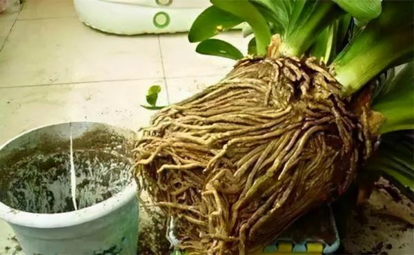 5種花“太貪吃”，不施肥，不換盆，很難養好