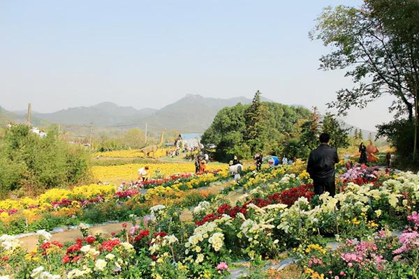 長三角這9條美麗鄉村休閒旅遊行（秋季）路線，你走過幾條？