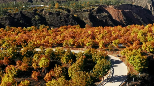 簡直不要太嗨~訾大莊楓葉林，我們明年再約