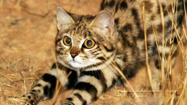 非洲最小的貓,貓科捕獵效率最高的“殺戮機器”,被全世界禁養 非洲最小的貓,貓科捕獵效率最高的“殺戮機器”,被全世界禁養