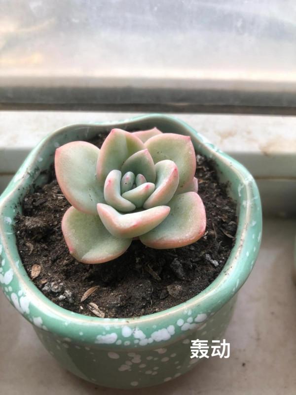 哈哈愛肉肉啊 哈哈愛肉肉啊