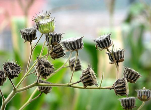 小時候常吃的9種“野果子”，現在還不認識？科普一下，滿是回憶