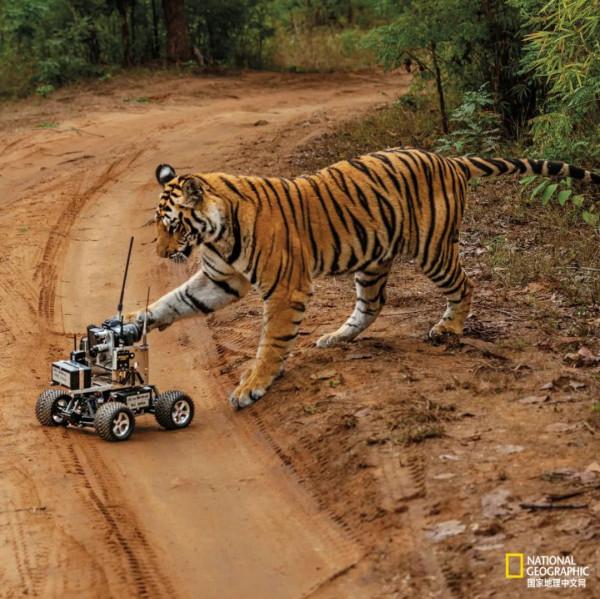 老虎不能經常洗，會掉色&lpar;shǎi&rpar;