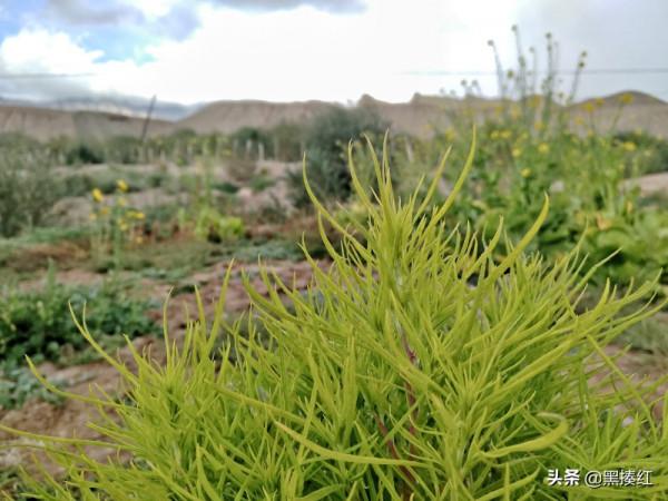 新疆遊記 | 塔什庫爾幹:有一個朋友叫“老卡” 新疆遊記 | 塔什庫爾幹:有一個朋友叫“老卡”