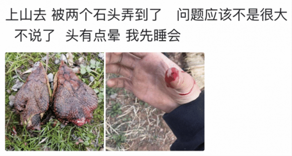 “在山上碰到的野味，還挺好吃的，就是頭有點暈！”應該沒事吧？