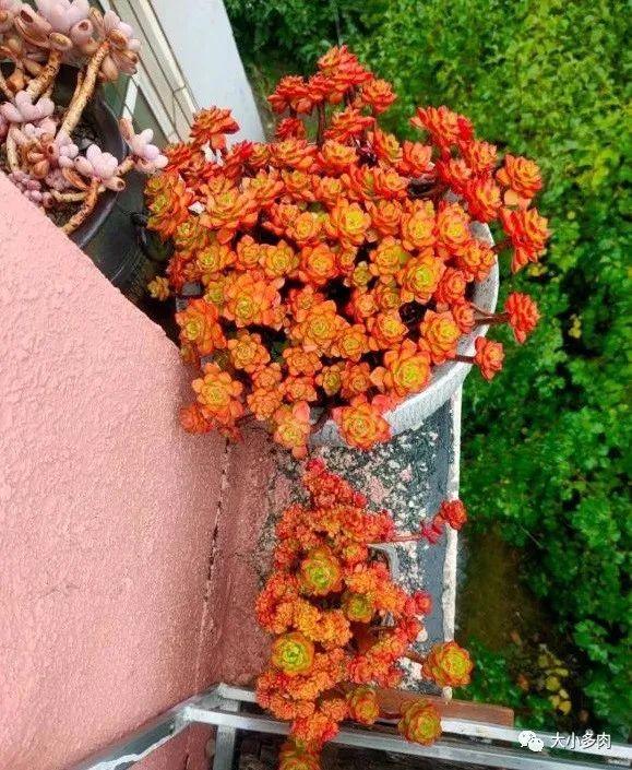 這幾種多肉非常容易爆盆,不知不覺一大盆,非常有成就感 這幾種多肉非常容易爆盆,不知不覺一大盆,非常有成就感