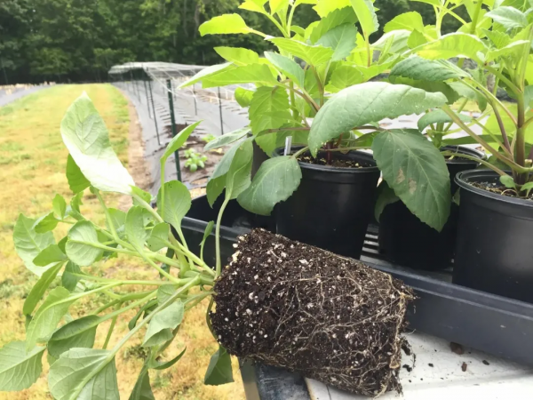 大麗花扦插方法，一盆變十盆，成活率100%