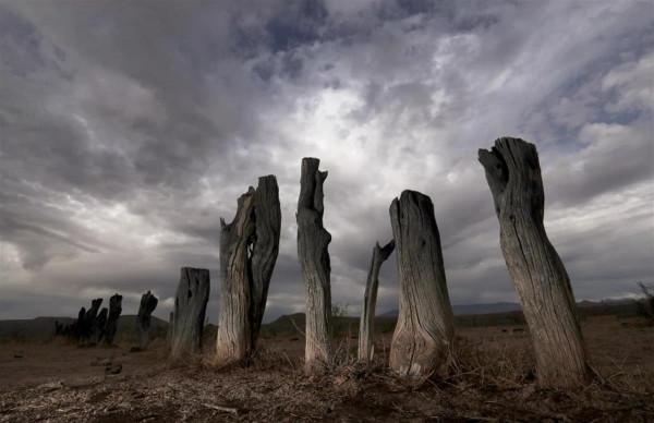 地球恐將大變！南極洲花卉速增、美國西部驚現1200年來最嚴重乾旱