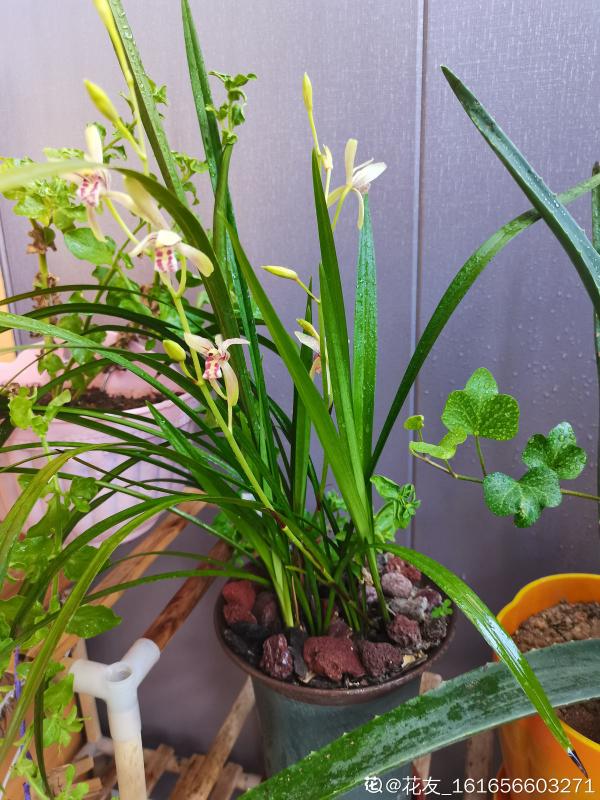 秋天到，花多多也該準備上了，早點用上開花多