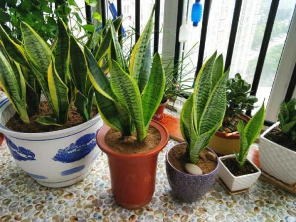 天冷後,9種花要“少水、斷糧”,不然難過冬 天冷後,9種花要“少水、斷糧”,不然難過冬