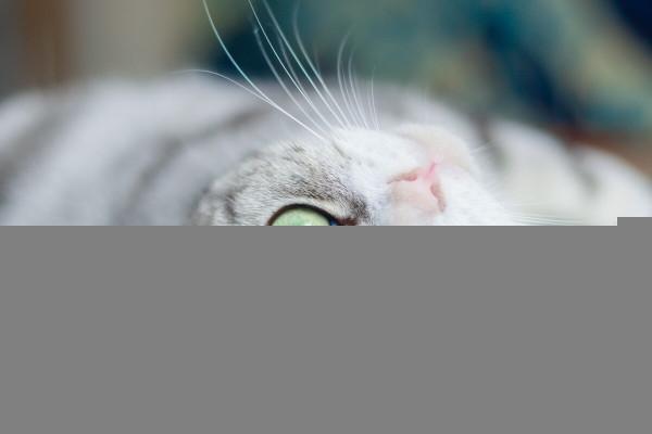 世界上最好養的貓(美短) 世界上最好養的貓(美短)