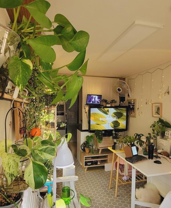 獨居6年，不想結婚，她把全屋擺滿各種綠植，意外收穫五千人關注