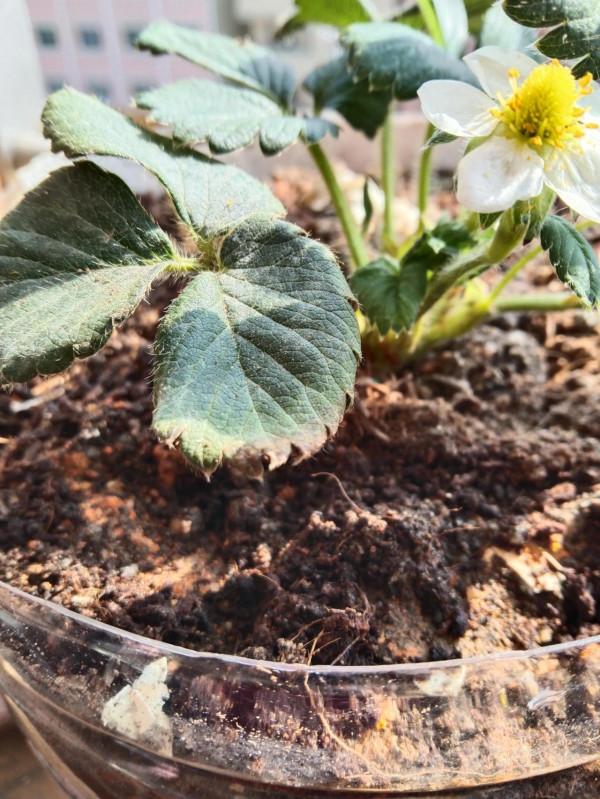 新手種植草莓，，，請大神指點下這些都是什麼原因造成的？