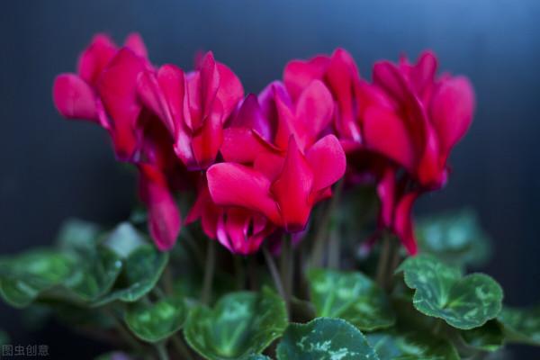 50種冬季裡開放的花卉，這些花最合適在冬季裡養