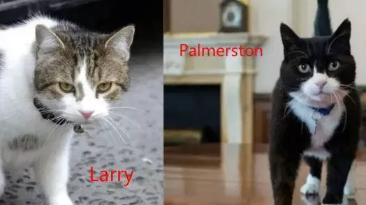 建設藍星,喵來幫忙 建設藍星,喵來幫忙