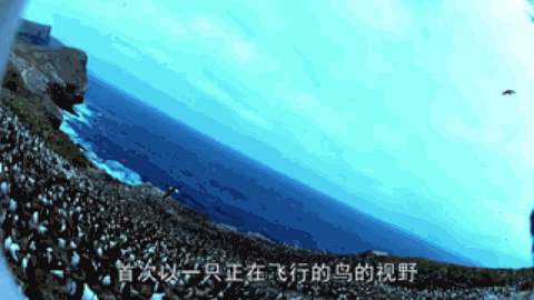 人類混入企鵝群后