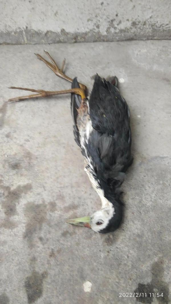 這是什麼鳥？生命是脆弱的