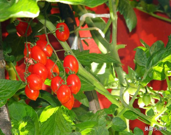 盆栽小番茄 的方法？