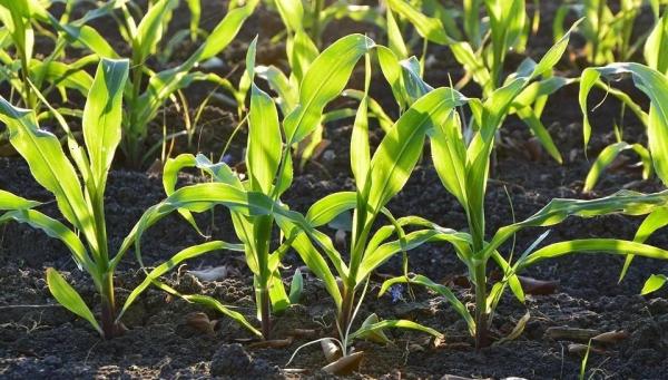 玉米秸稈還田這樣做,小麥長勢好 玉米秸稈還田這樣做,小麥長勢好