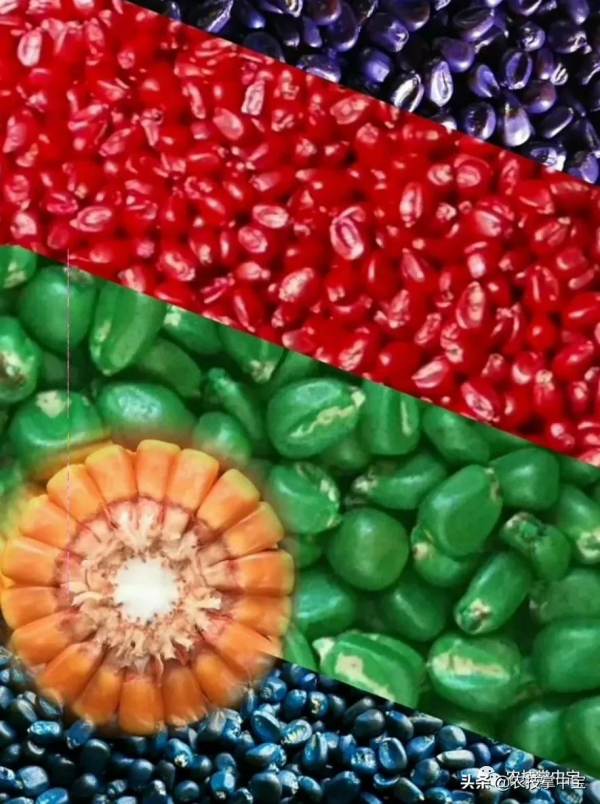 選購玉米種子，選大粒好還是小粒好？