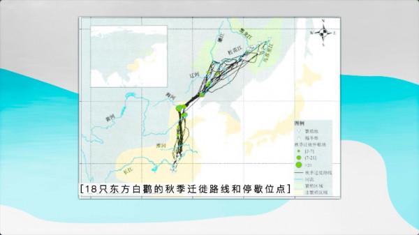 資料揭秘多樣性背後的秘密——鳥為啥越來越多