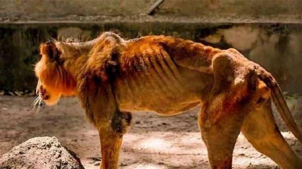 獅中敗類希爾達，幼年差點餓死，被老雌獅收養，長大後卻害死遺孤