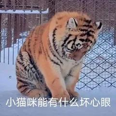 搞笑表情包-_-||可愛貓貓能有什麼壞心思呢