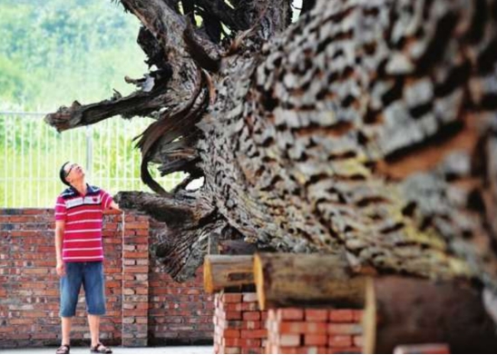 “東方神木”驚現四川，樹齡超3000年特罕見，和三星堆文明有關？