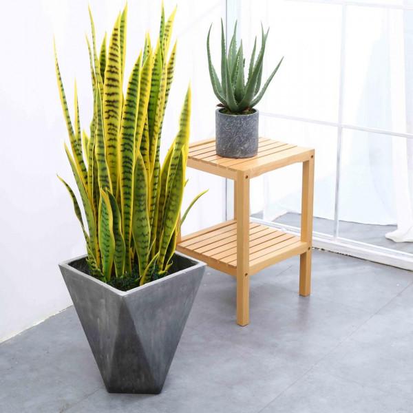 虎皮蘭有&OpenCurlyDoubleQuote;3怕兩不喜&rdquo;，難怪不愛出小芽，還越長越難看