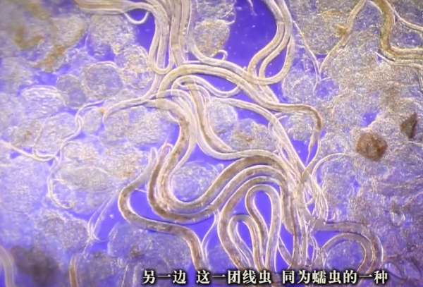 顯微鏡將物體放大數百萬倍，為什麼物體成像不會模糊、失真？