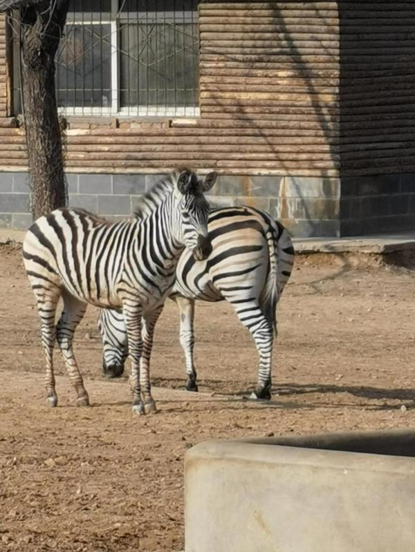 國際莊動物園轉一轉