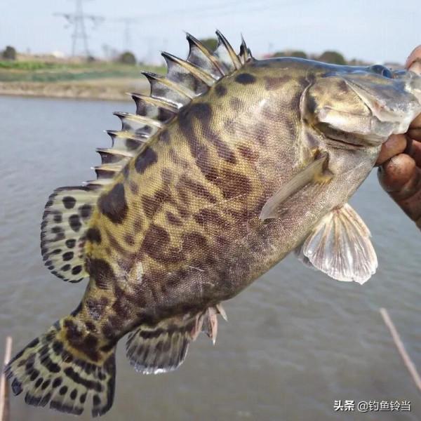 珠江四大名魚是那幾種魚？估計釣魚人都不知道，有一種列入二級了