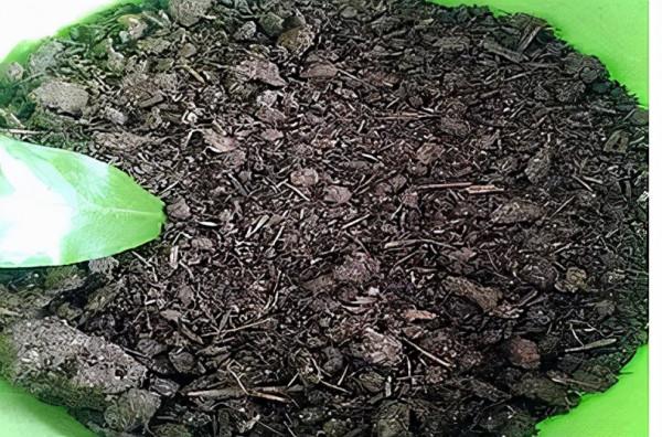 發財樹需要修剪嗎?修剪前需要做什麼準備工作,剪完以後怎麼保養 發財樹需要修剪嗎?修剪前需要做什麼準備工作,剪完以後怎麼保養