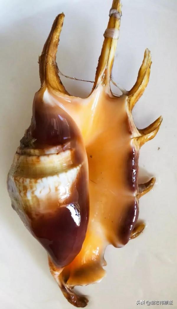 海南風光美（079）極具觀賞價值的蜘蛛螺