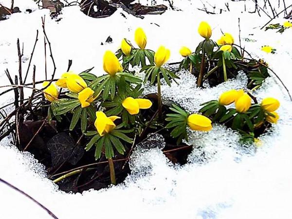 冬菟葵～頂生一朵黃花，花期冬季至早春