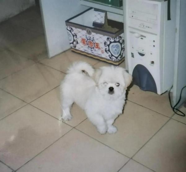 我的狗狗十六歲半,今天回到他的星球 我的狗狗十六歲半,今天回到他的星球