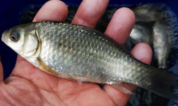 釣魚怎麼測水下的環境，教你一個簡單實用的方法