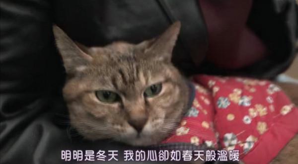 “負債的人憑什麼養寵物?”網友:有人負債卻安心生二胎 “負債的人憑什麼養寵物?”網友:有人負債卻安心生二胎