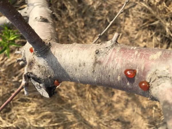 如何解決桃樹流膠的問題？專家教你用對方法效果才好