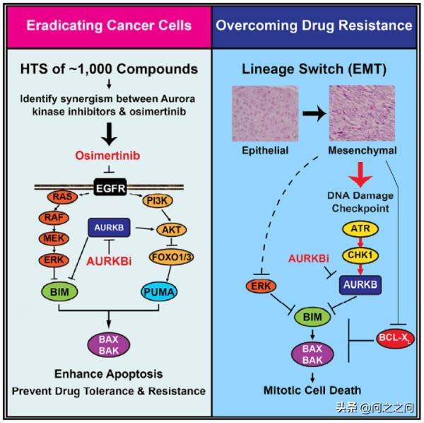 靶向Aurora B激酶增強BIM和PUMA介導的細胞凋亡克服EGFR抑制劑耐藥 靶向Aurora B激酶增強BIM和PUMA介導的細胞凋亡克服EGFR抑制劑耐藥